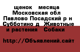 щенок 2 месяца - Московская обл., Павлово-Посадский р-н, Субботино д. Животные и растения » Собаки   